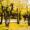 Autumn Dream 1